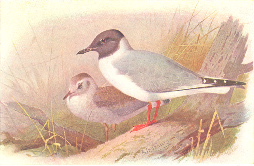 BRITISH BIRDS. Bonaparte's Gull. THORBURN 1925 old vintage print picture